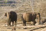 Indian Elephant - Indische Olifant - Elephas maximus indicus