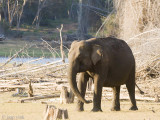 Indian Elephant - Indische Olifant - Elephas maximus indicus