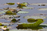 Pheasant-tailed Jacana - Waterfazant - Hydrophasianus chirurgus