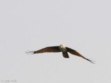 Brahminy Kite- Brahmaanse Wouw - Haliastur indus