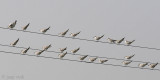 Terns on a wire - Sterns op een draad