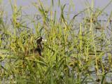 Bronze-winged Jacana - Bronsvleugeljacana - Metopidius indicus