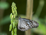 Blue Tiger butterfly - Tirumala limniace