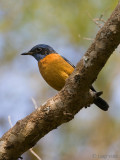 Blue-capped Rock Trush - Bergrotslijster - Monticola cinclorhynchus