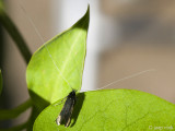 Green Longhorn - Smaragdlangsprietmot - Adela reaumurella