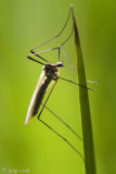 Tricyphona immaculata