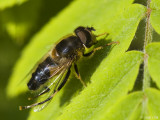  Drone Fly - Blinde Bij - Eristalis tenax
