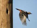 Middle Spotted Woodpecker - Middelste Bonte Specht - Dendrocopos medius