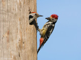Middle Spotted Woodpecker - Middelste Bonte Specht - Dendrocopos medius