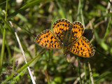 Small Pearl-bordered Fritillary - Zilveren Maan - Boloria selene
