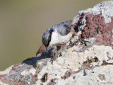 Western Rock Nuthatch - Rotsklever - Sitta neumayer