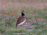 Little Bustard - Kleine Trap - Tetrax tetrax