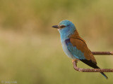 European Roller - Scharrelaar - Coracias garrulus