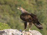 Bonellis Eagle - Havikarend - Aquila fasciata