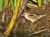 Little Crake - Klein Waterhoen - Porzana parva