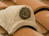 Little Owl - Steenuil - Athene noctua