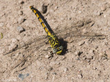 Small Pincertail - Kleine Tanglibel - Onychogomphus forcipatus