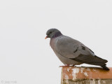Stock Dove - Holenduif - Columba oenas