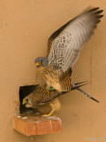 Lesser Kestrel - Kleine Torenvalk - Falco naumanni