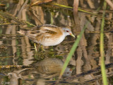 Little Crake - Klein Waterhoen - Porzana parva