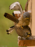 Lesser Kestrel - Kleine Torenvalk - Falco naumanni