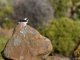 Eastern Black-eared Wheatear - Oostelijke Blonde Tapuit - Oenanthe melanoleuca