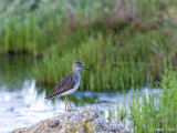 Wood Sandpiper - Bosruiter - Tringa glareola
