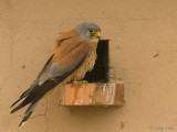 Lesser Kestrel - Kleine Torenvalk - Falco naumanni