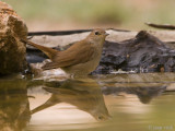 Common Nightingale- Nachtegaal - Luscinia megarhynchos