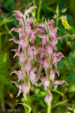 Holy Orchid - Heilige Orchis - Anacamptis sancta