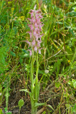 Holy Orchid - Heilige Orchis - Anacamptis sancta