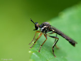 Robber Fly - Gewone Bladjager - Dioctria hyalipennis