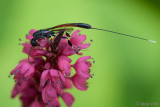 Parasitic Wasp - Hongerwesp - Gasteruption jaculator