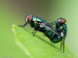 Green Bottle Fly - Groene Vleesvlieg - Lucilla caesar