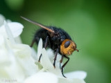 Giant Tachinid Fly - Stekelsluipvlieg - Tachina grossa