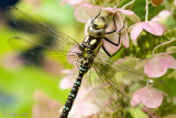 Southern Hawker - Blauwe Glazenmaker - Aeshna cyanea