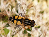 Hoverfly - Citroenpendelvlieg - Helophilus trivittatus