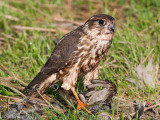 Merlin - Smelleken - Falco columbarius