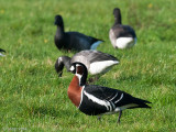 Red-breasted Goose - Roodhalsgans - Branta ruficollis