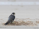 Peregrine - Slechtvalk - Falco peregrinus