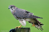 Merlin - Smelleken - Falco columbarius