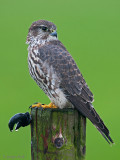 Merlin - Smelleken - Falco columbarius