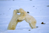 Polar Bear - IJsbeer - Ursus maritimus