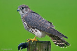 Merlin - Smelleken - Falco columbarius