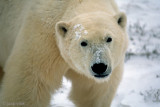 Polar Bear - IJsbeer - Ursus maritimus