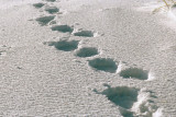 Polar Bear track - IJsbeerspoor