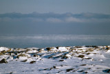 Polar Bear territory - IJsberengebied