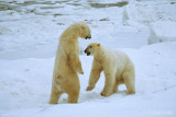 Polar Bear - IJsbeer - Ursus maritimus