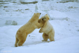 Polar Bear - IJsbeer - Ursus maritimus