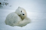 Arctic Fox - Poolvos - Alopex lagopus